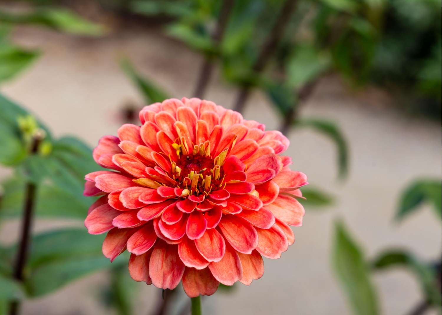 Zinnia 'Salmon Queen' (graines)